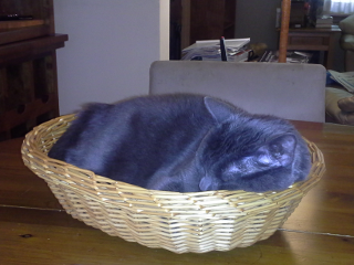 [Maizy in a basket]