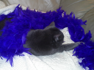 [Maizy in her boa]